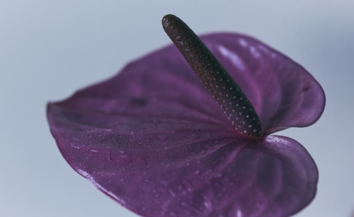 PURPLE 紫系品種