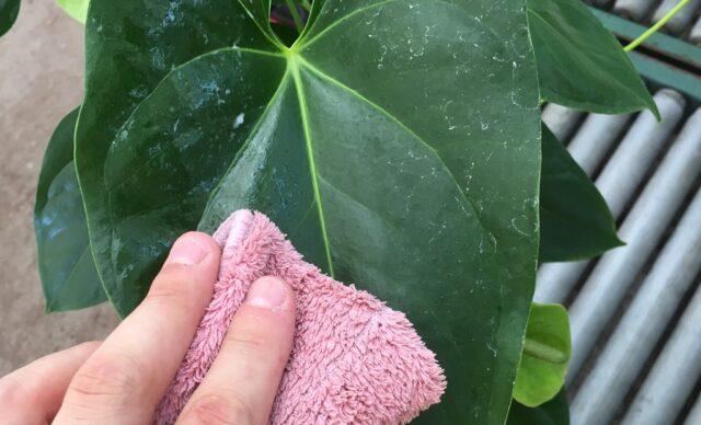 お手入れ】植え替えをされる方が増えています | ANTHICAL