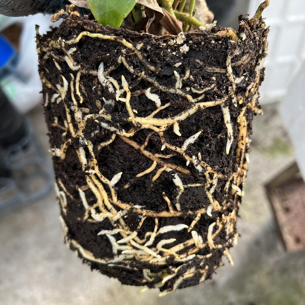 アンスリウム(コメ質逃ブロックします) お手入れ】植え替えをされる方が増えています | ANTHICAL