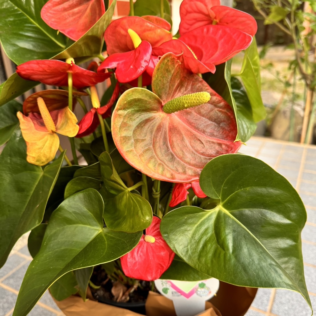 これはひどい)届いた鉢花からアリが大量発生した | ANTHICAL