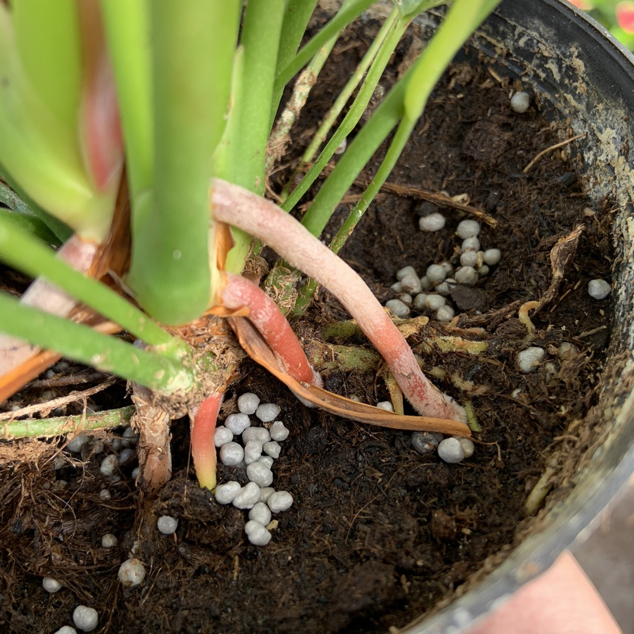 商品)土に極稀に混入しているミミズやヤスデ | ANTHICAL